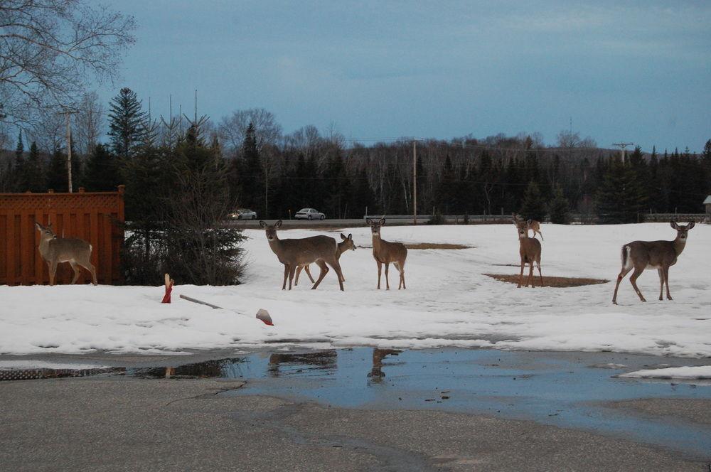 Godard Motel Nominingue